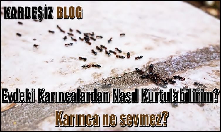 Evdeki Karıncalardan Nasıl Kurtulabilirim