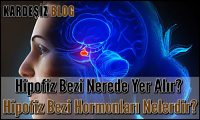 Hipofiz Bezi Nerede Yer Alır