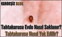 Tahtakurusu Evde Nasıl Saklanır