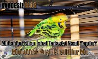 Muhabbet Kuşu ishal Tedavisi Nasıl Yapılır