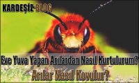 Eve Yuva Yapan Arılardan Nasıl Kurtulurum Arılar Nasıl Kovulur