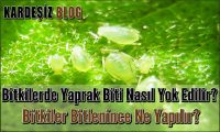 Bitkilerde Yaprak Biti Nasıl Yok Edilir