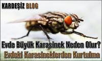 Evde Büyük Karasinek Neden Olur