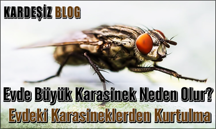 Evde Büyük Karasinek Neden Olur