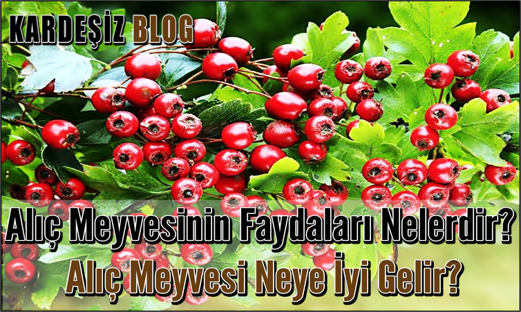 Alıç Meyvesinin Faydaları Nelerdir