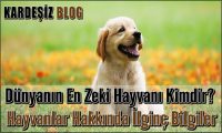 Dünyanın En Zeki Hayvanı Kimdir