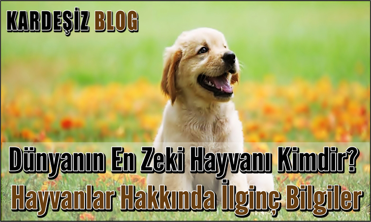 Dünyanın En Zeki Hayvanı Kimdir