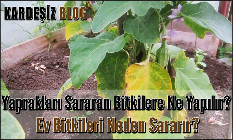 Yaprakları Sararan Bitkilere Ne Yapılır