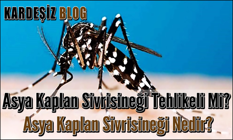 Asya Kaplan Sivrisineği Tehlikeli Mi