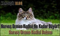 Norveç Orman Kedisi Ne Kadar Büyür