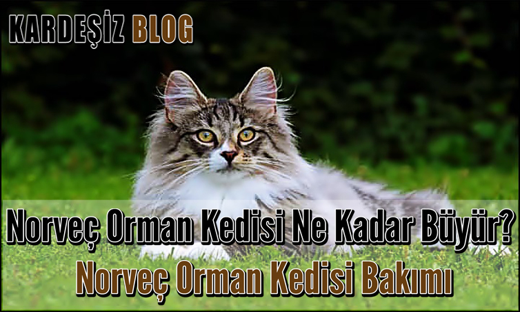 Norveç Orman Kedisi Ne Kadar Büyür