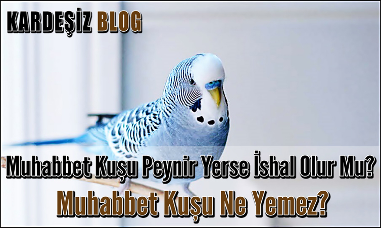 Muhabbet Kuşu Peynir Yerse ishal Olur Mu