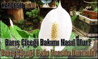 Barış Çiçeği Bakımı Nasıl Olur