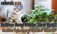 Kedilere Hangi Bitkiler Zarar Verir