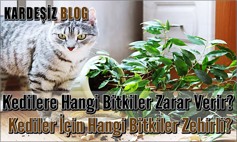 Kedilere Hangi Bitkiler Zarar Verir