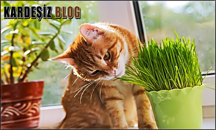Kedilere Zarar Veren Bitkiler