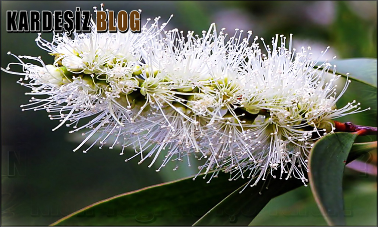 Nioli Yağı Nerelerde Kullanılır