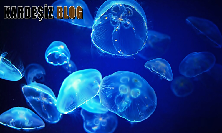 Deniz Anası ısırığına Belirtileri