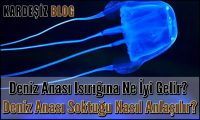 Deniz Anası ısırığına Ne iyi Gelir