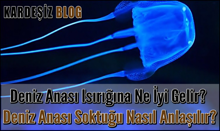 Deniz Anası ısırığına Ne iyi Gelir