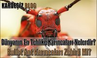 Dünyanın En Tehlike Karıncaları Nelerdir
