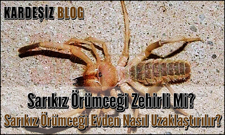 Sarıkız Örümceği Zehirli Mi