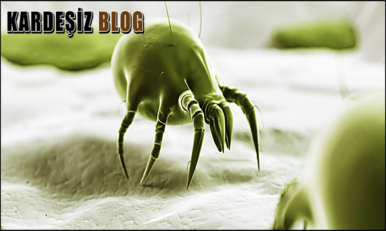 Ev Tozu Alerjisi Geçer Mi