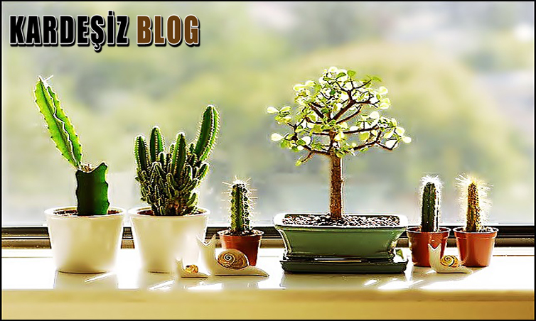 Kaktüs Çoğaltma Nasıl Yapılır