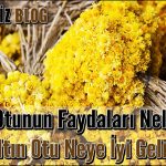 Altın Otunun Faydaları Nelerdir