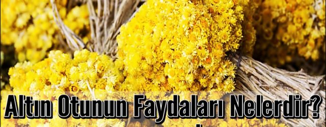 Altın Otunun Faydaları Nelerdir
