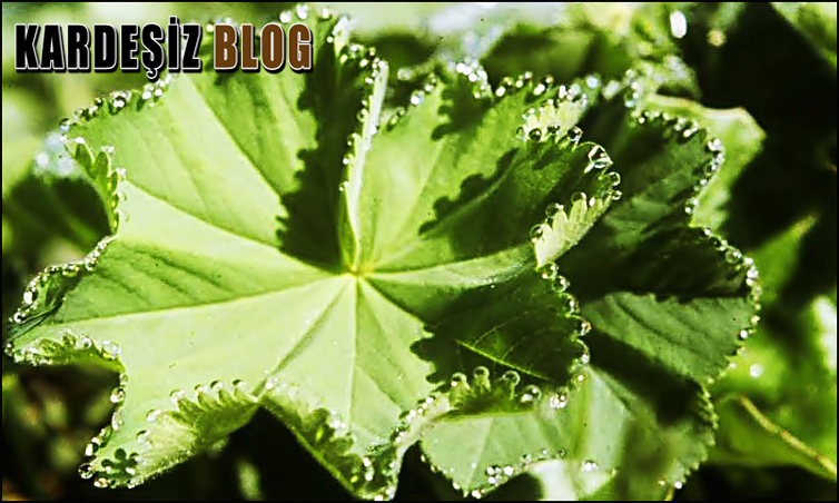 Aslan Pençesi Çayının Faydaları