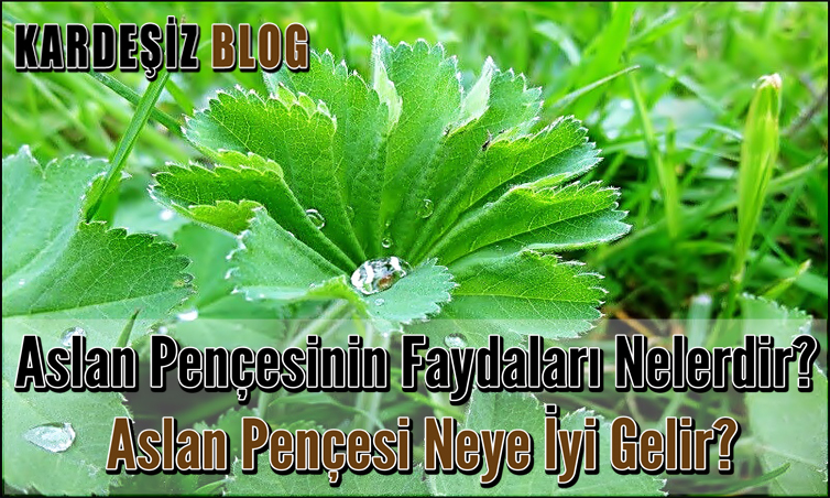 Aslan Pençesinin Faydaları Nelerdir