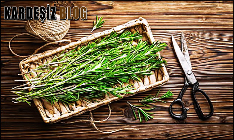 Biberiye Çayı Hangi Hastalıklara iyi Gelir