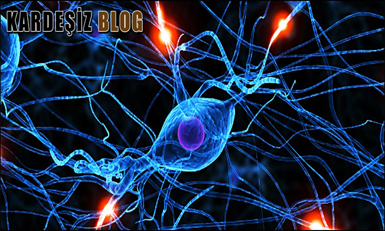 Tourette Sendromu Neden Olur