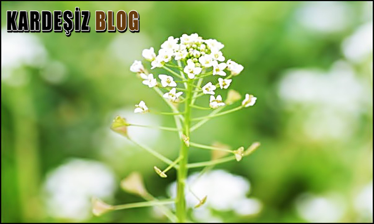 Çoban Çantası Otu Nasıl Kullanılmalı