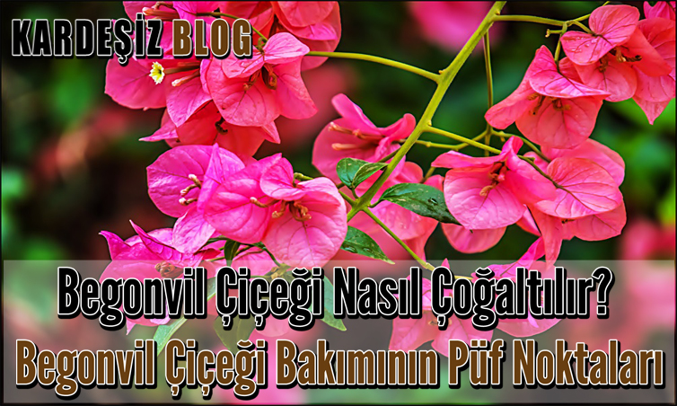 Begonvil Çiçeği Nasıl Çoğaltılır