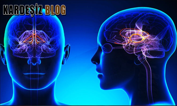 Limbik Sistemde Neler Var
