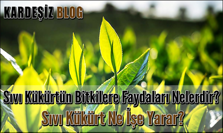 Sıvı Kükürtün Bitkilere Faydaları Nelerdir