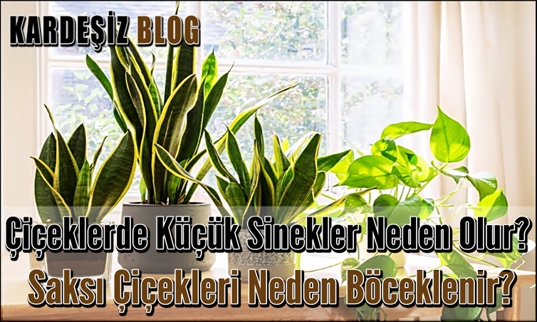 Çiçeklerde Küçük Sinekler Neden Olur