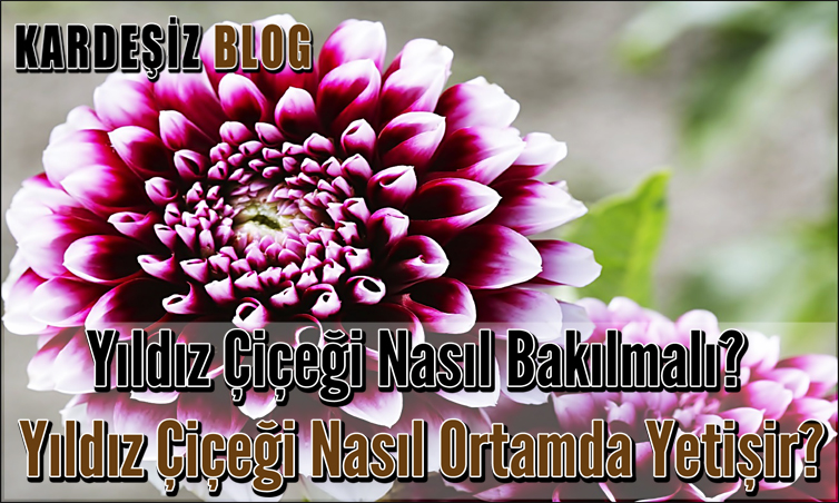 Yıldız Çiçeği Nasıl Bakılmalı