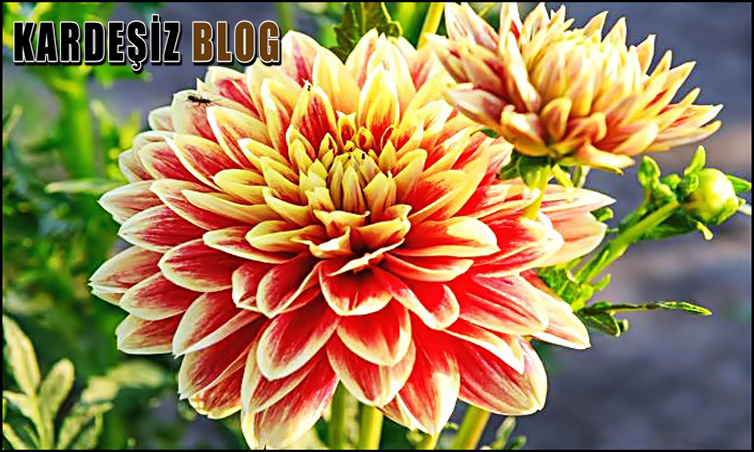 Yıldız Çiçeği Nerede Yetişir