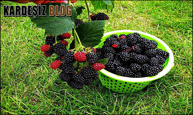 Böğürtlen içinde Hangi Vitaminler Var