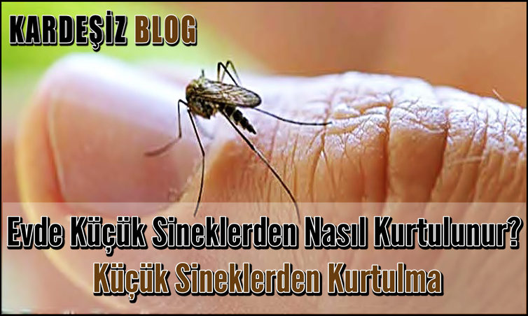 Evde Küçük Sineklerden Nasıl Kurtulunur