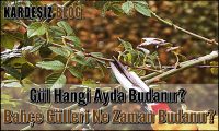 Gül Hangi Ayda Budanır