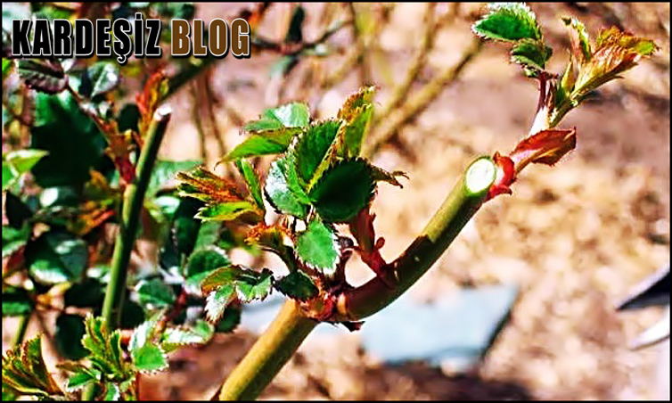 Gül Nasıl Budanır