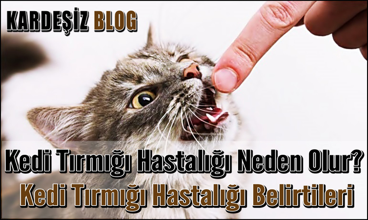 Kedi Tırmığı Hastalığı Neden Olur