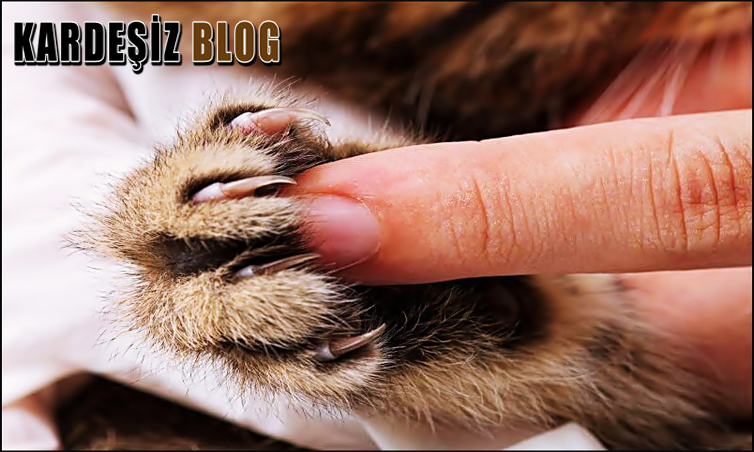 Kedi Tırmığı Hastalığı Nelere Yol Açar