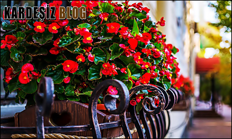Begonya Çiçeği Nasıl Canlandırılır