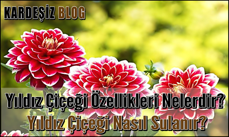 Yıldız Çiçeği Özellikleri Nelerdir