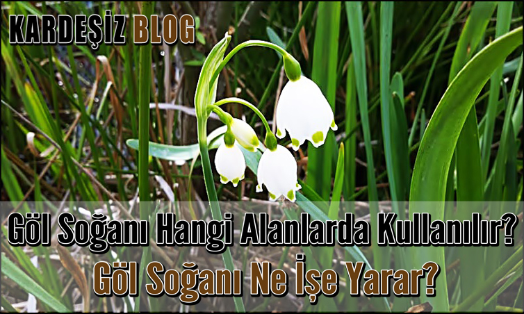 Göl Soğanı Hangi Alanlarda Kullanılır